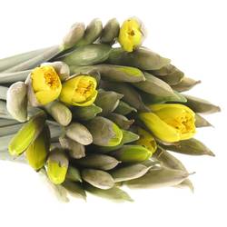 Narzisse gelb Stifte x40 Bund 60 Gramm 30cm