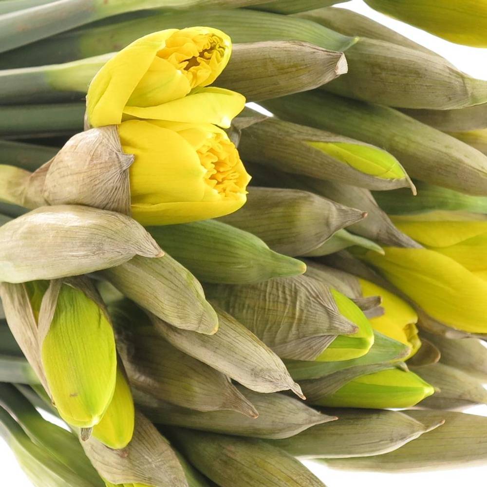 Narzisse gelb Stifte x40 Bund 60 Gramm 30cm