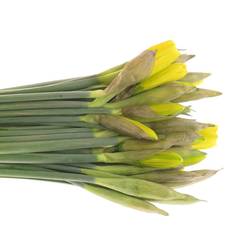Narzisse gelb Stifte x40 Bund 60 Gramm 30cm