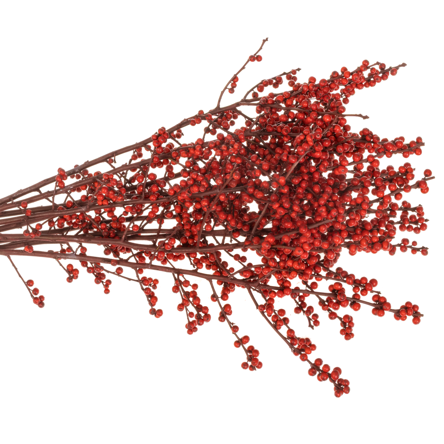 Ilex  Bordeaux gefarbt 70cm