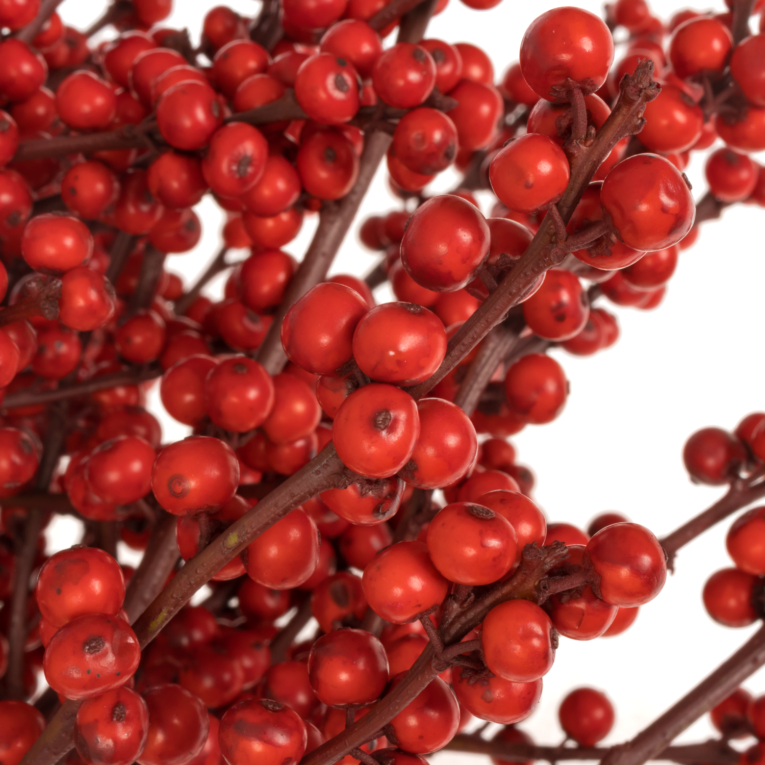 Ilex  Bordeaux gefarbt 70cm