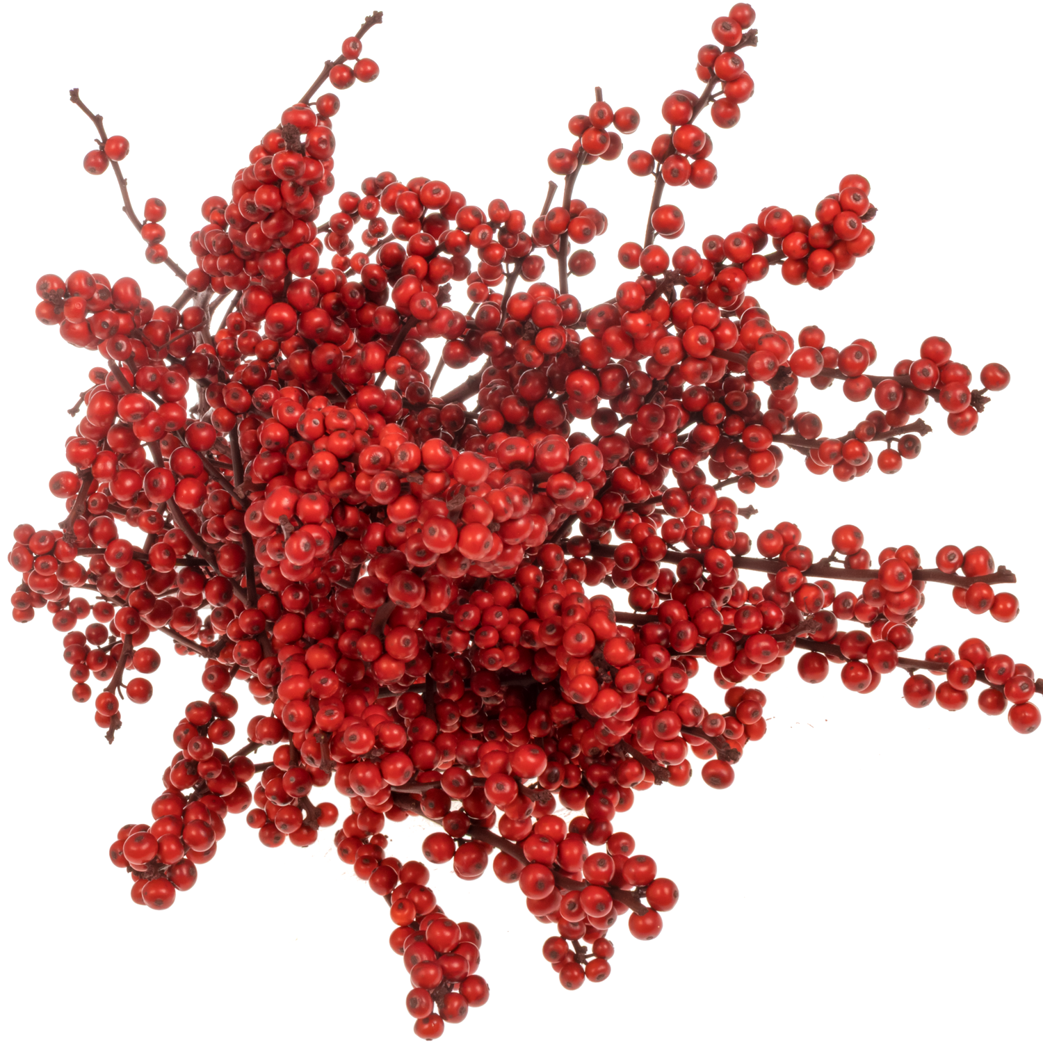 Ilex  Bordeaux gefarbt 70cm