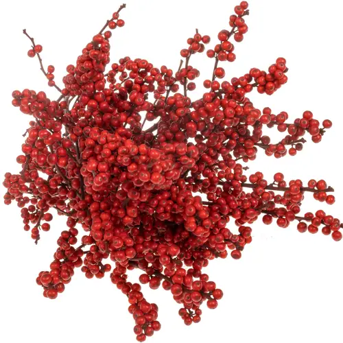 Ilex  Bordeaux gefarbt 70cm