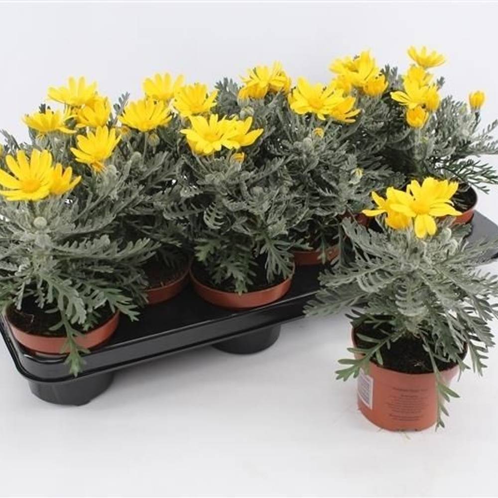 Euroyops Pectinatus Silver Star T10,5 H025