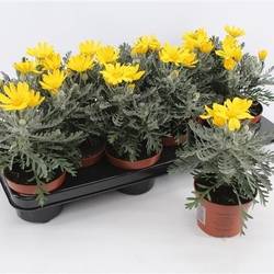 Euroyops Pectinatus Silver Star T10,5 H025