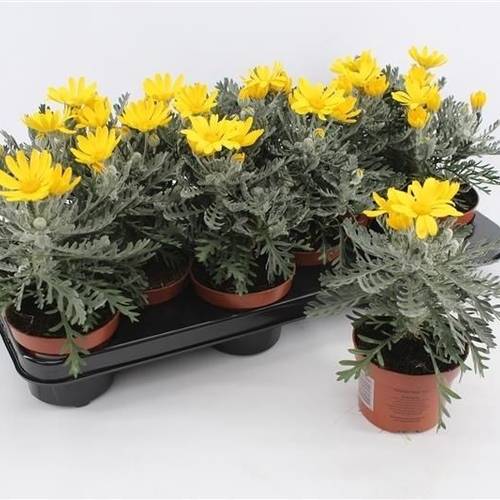 Euroyops Pectinatus Silver Star T10,5 H025