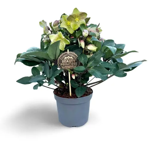 Helleborus Beauty Princess weiss T17 H045