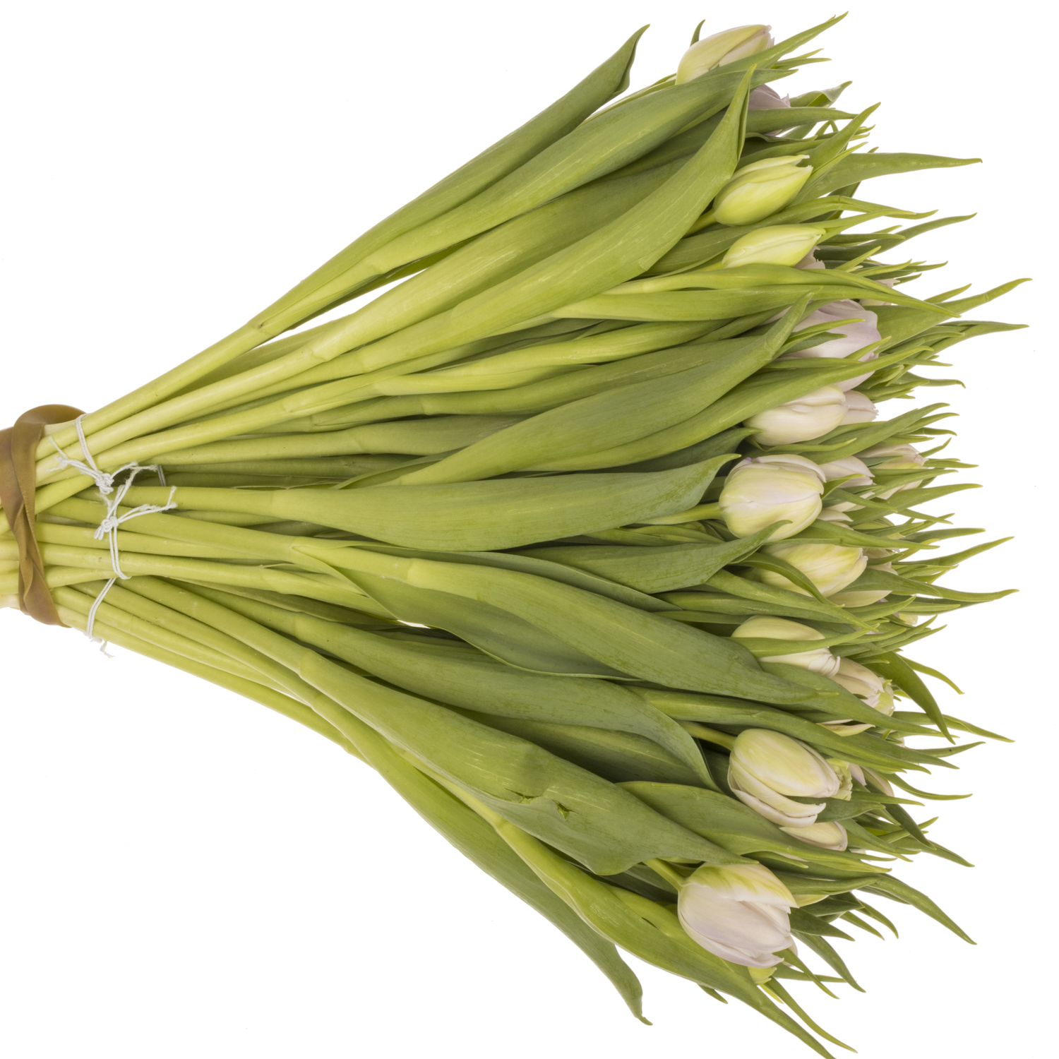 Tulpe rosa Fair Price Triflor 30 Gramm