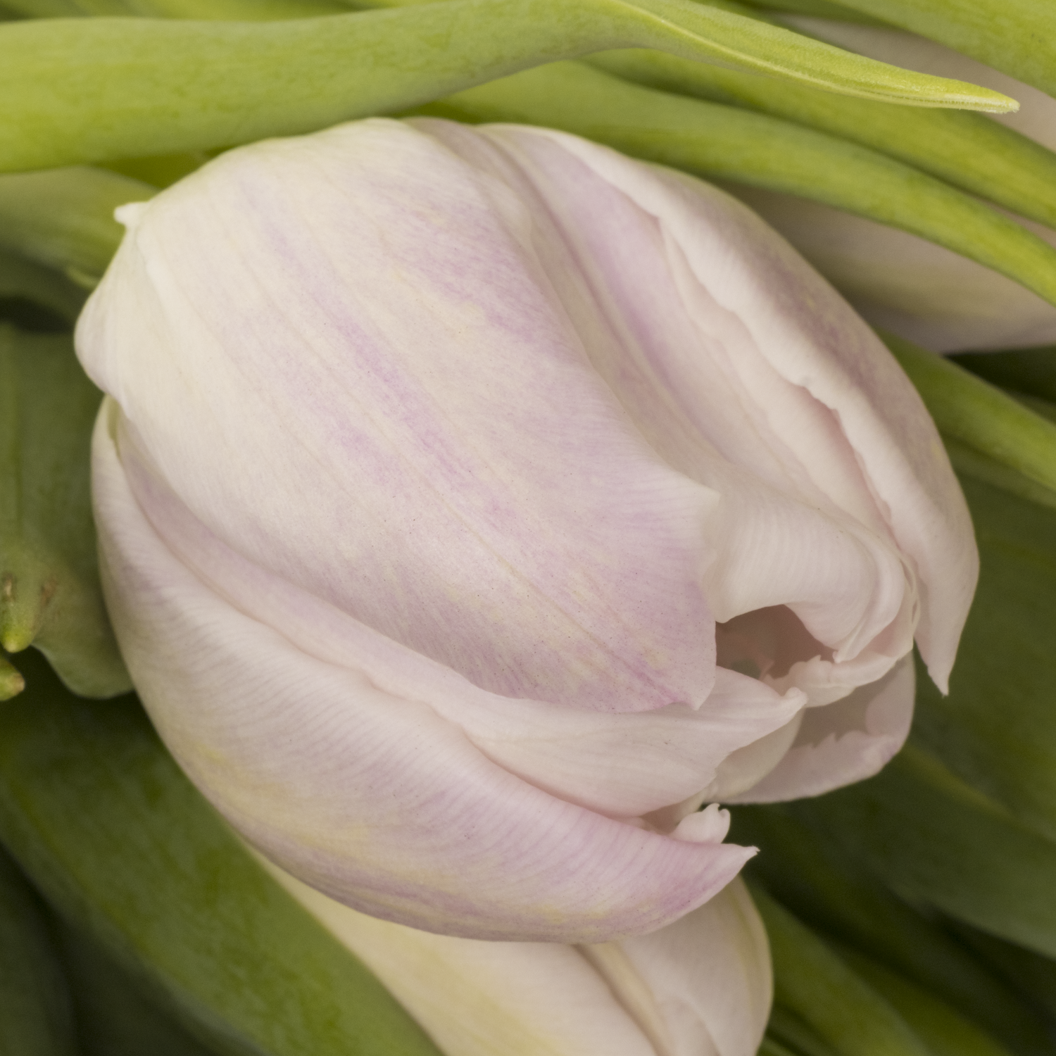 Tulpe rosa Fair Price Triflor 30 Gramm