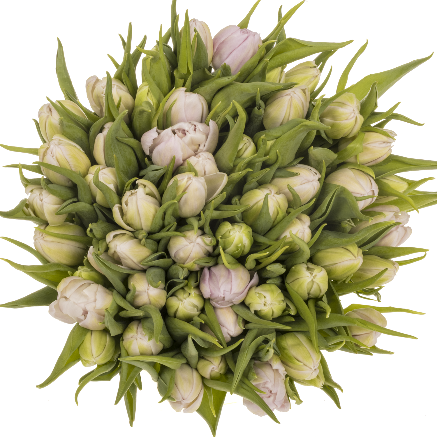 Tulpe rosa Fair Price Triflor 30 Gramm