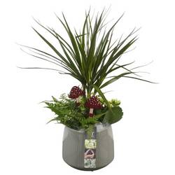 Drac.Arr PTHI5534 Herbst T15 H049