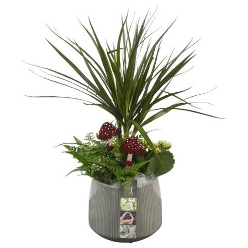 Drac.Arr PTHI5534 Herbst T15 H049