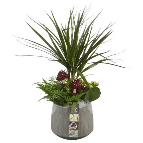 Drac.Arr PTHI5534 Herbst T15 H049