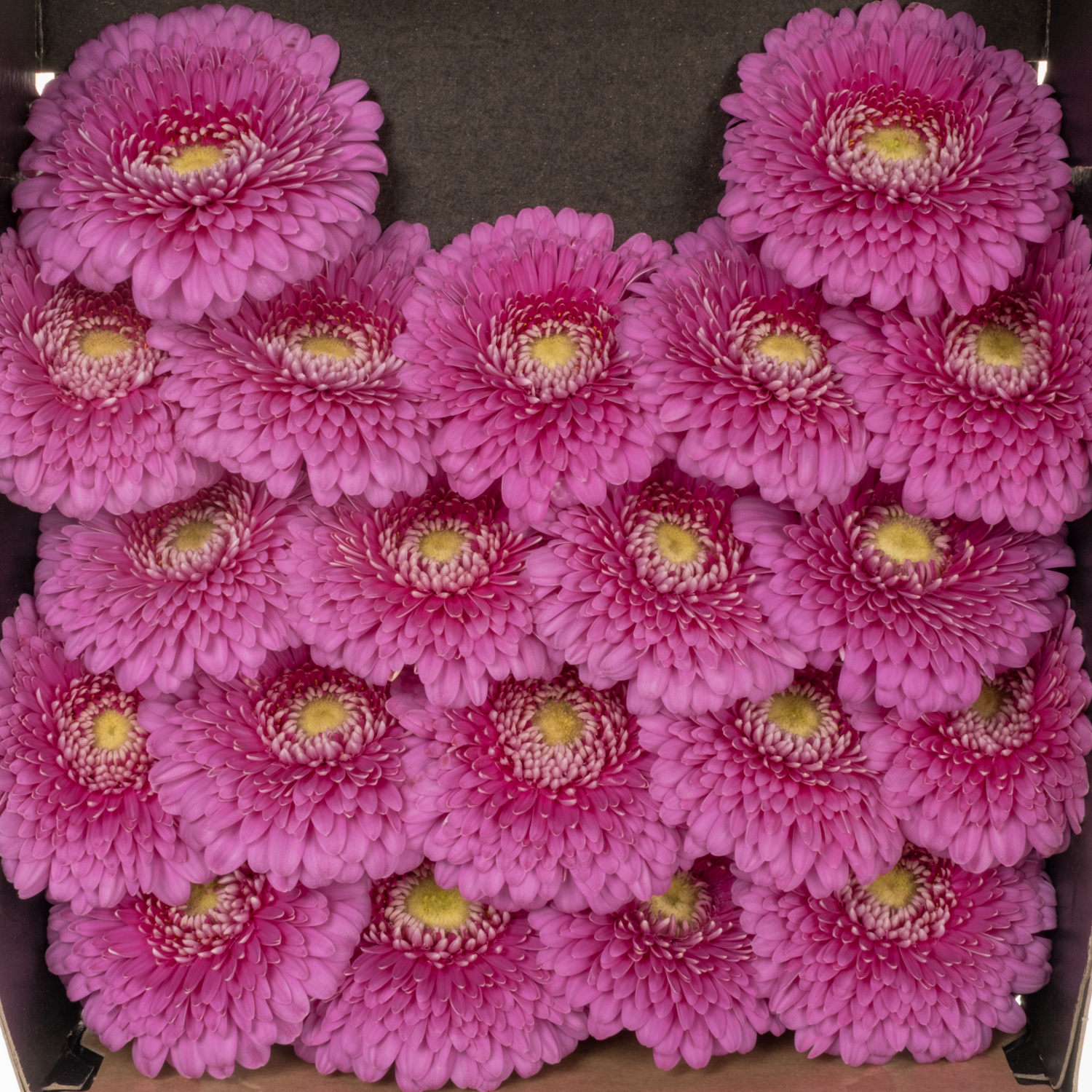 Germini lila Snuffy