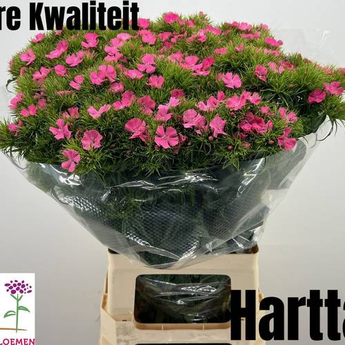 Bartnelke rosa Sweet Pink 65cm