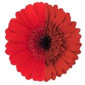 Gerbera - GM.ROT AUGE VALENTIN Gerbera - GM.ROT AUGE VALENTIN