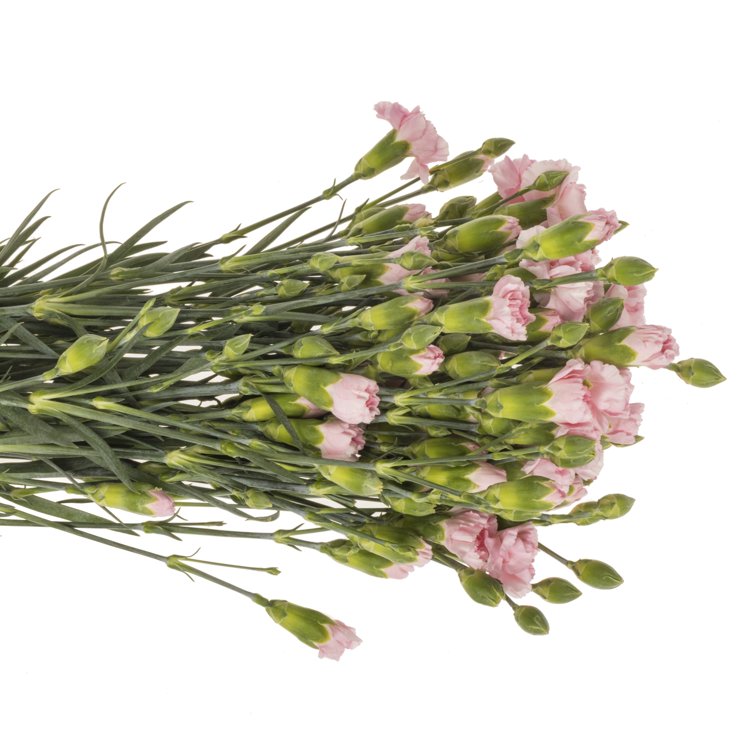 Spraynelke rosa Academy 60cm X20