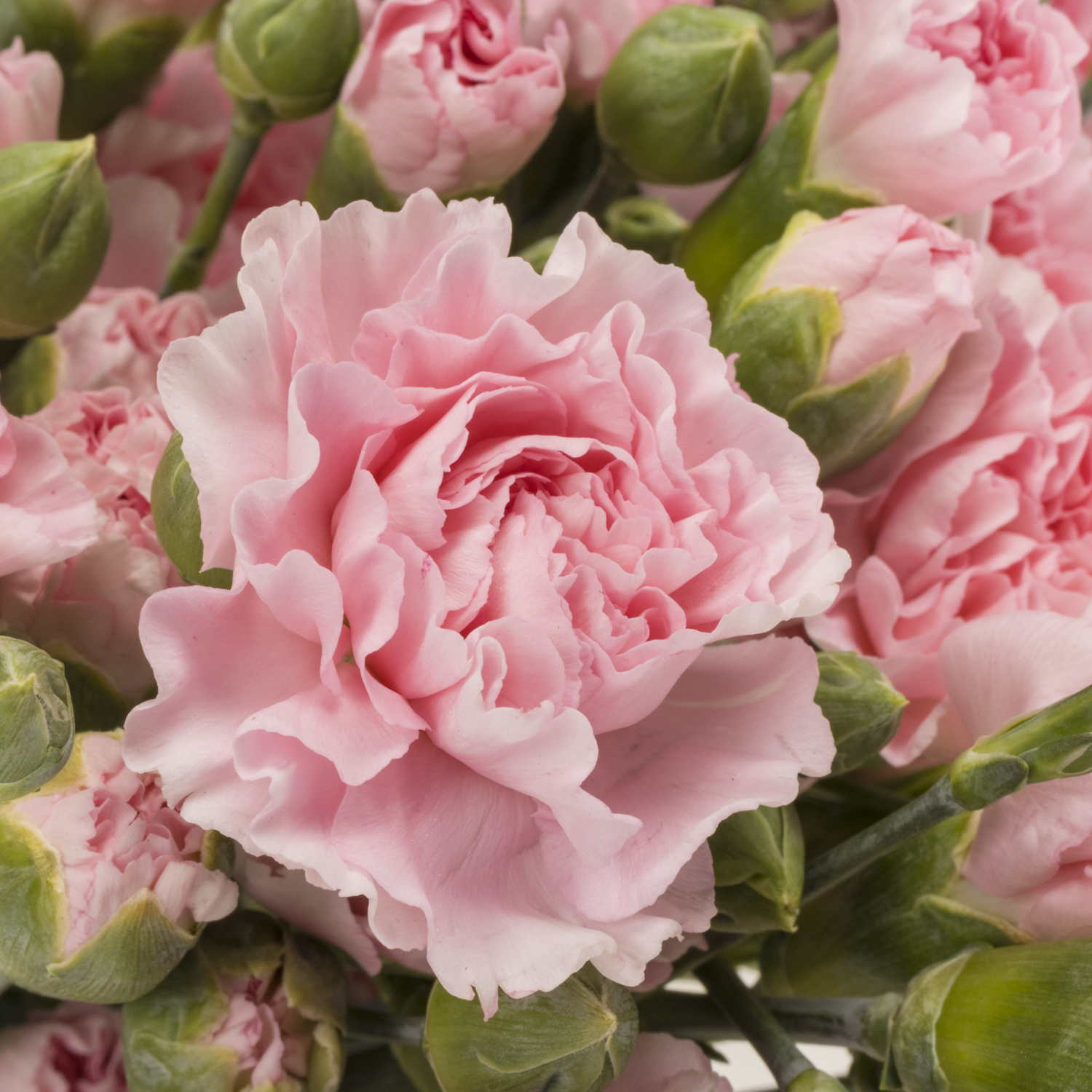 Spraynelke rosa Academy 60cm X20