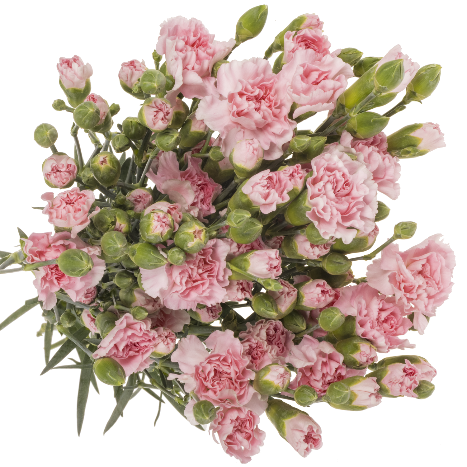 Spraynelke rosa Academy 60cm X20