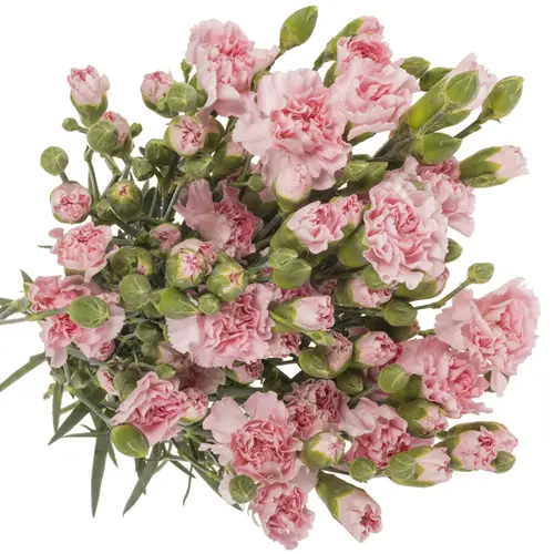 Spraynelke rosa Academy 60cm X20