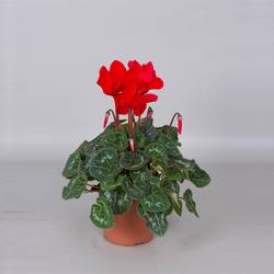 Cycl.rot F1 25cm T13 H35