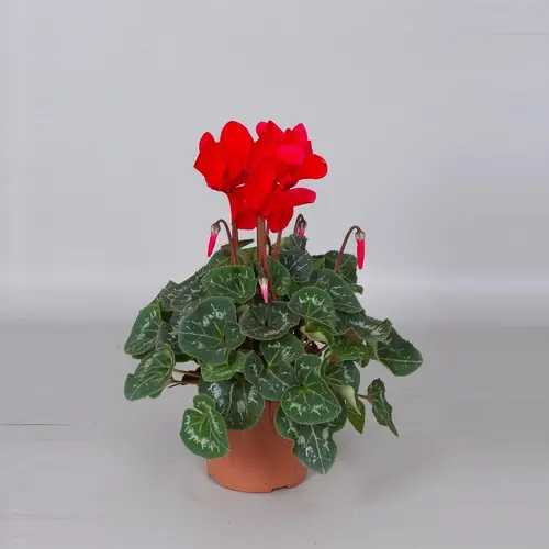 Cycl.rot F1 25cm T13 H35