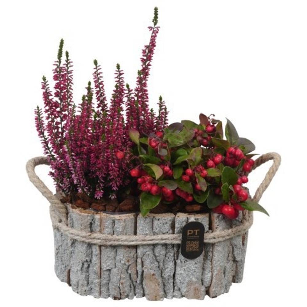 Garten.Arr PTHO7660 Herbst T22 H030