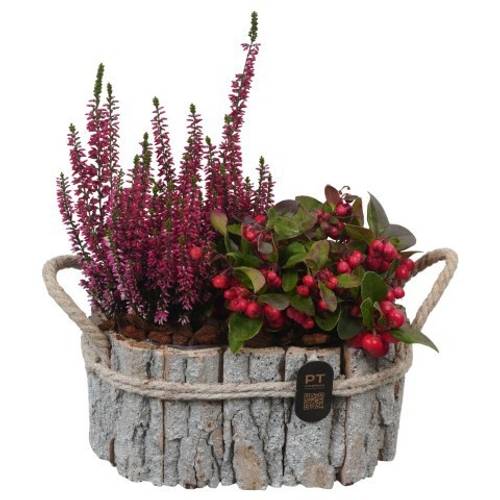 Garten.Arr PTHO7660 Herbst T22 H030