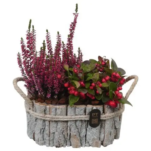 Garten.Arr PTHO7660 Herbst T22 H030