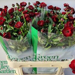 Ranunkel weinrot  Magical Chocolate 70cm
