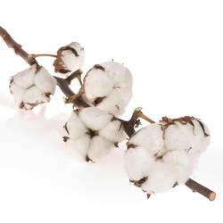Baumwolle weiss L70cm +Blüte
