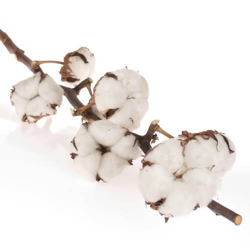 Baumwolle weiss L70cm +Blüte