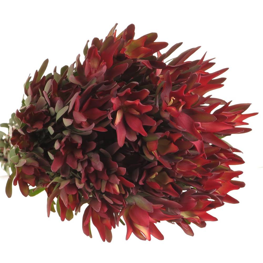 Leucadendron rot Blush verzweigt 70cm