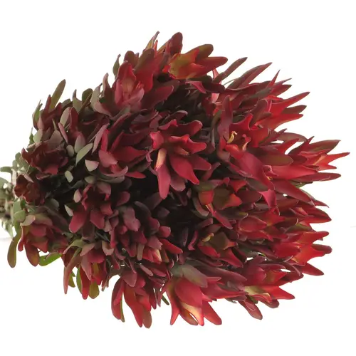 Leucadendron rot Blush verzweigt 70cm