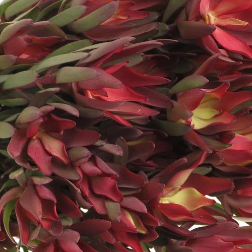 Leucadendron rot Blush verzweigt 70cm
