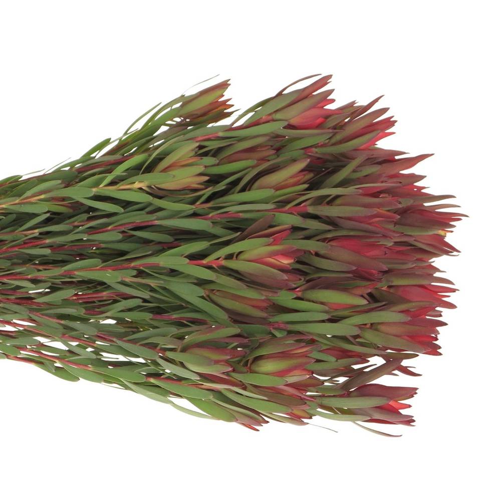 Leucadendron rot Blush verzweigt 70cm