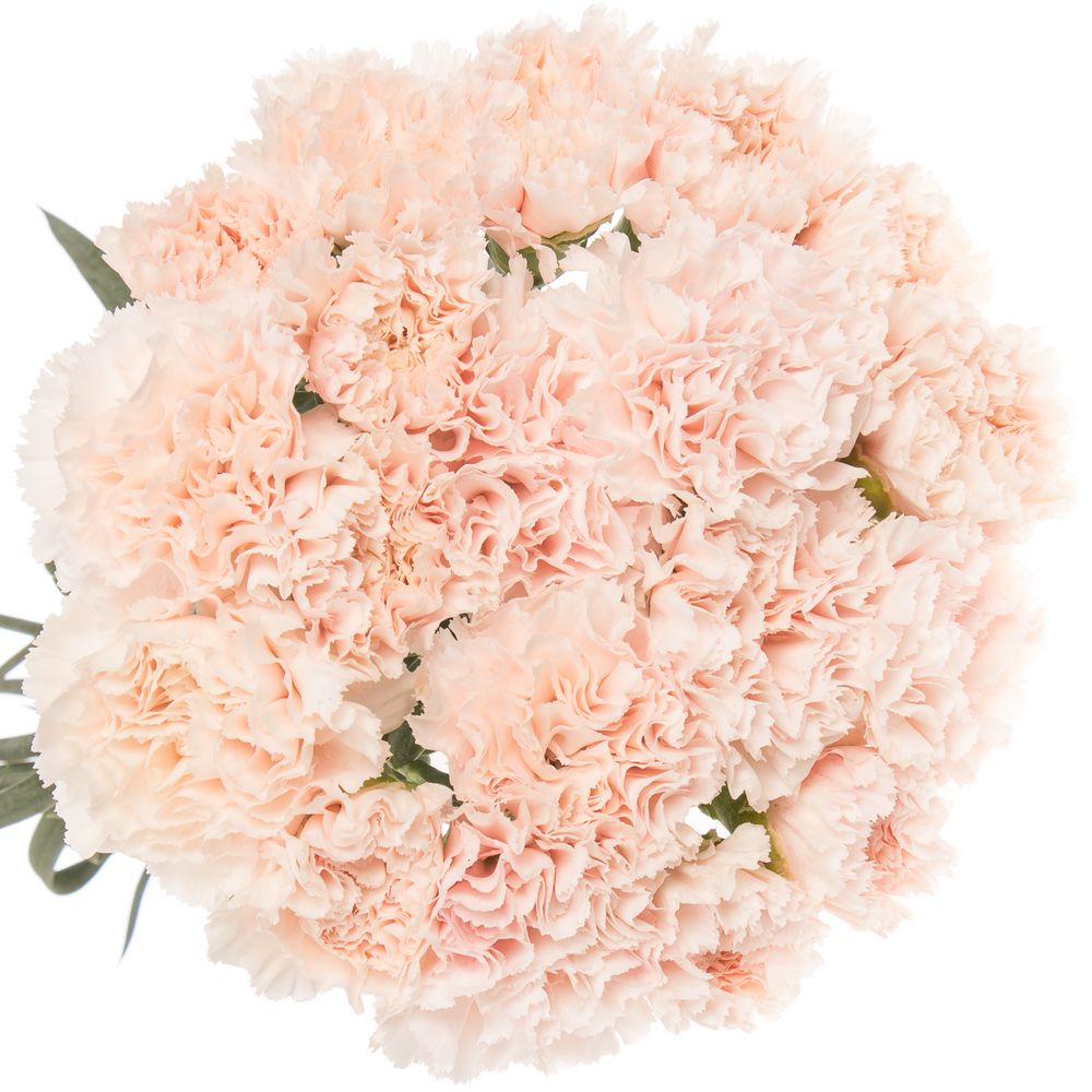 Nelke rosa Signorelli 60cm