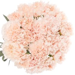 Nelke rosa Signorelli 60cm