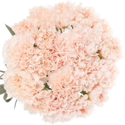 Nelke rosa Signorelli 60cm