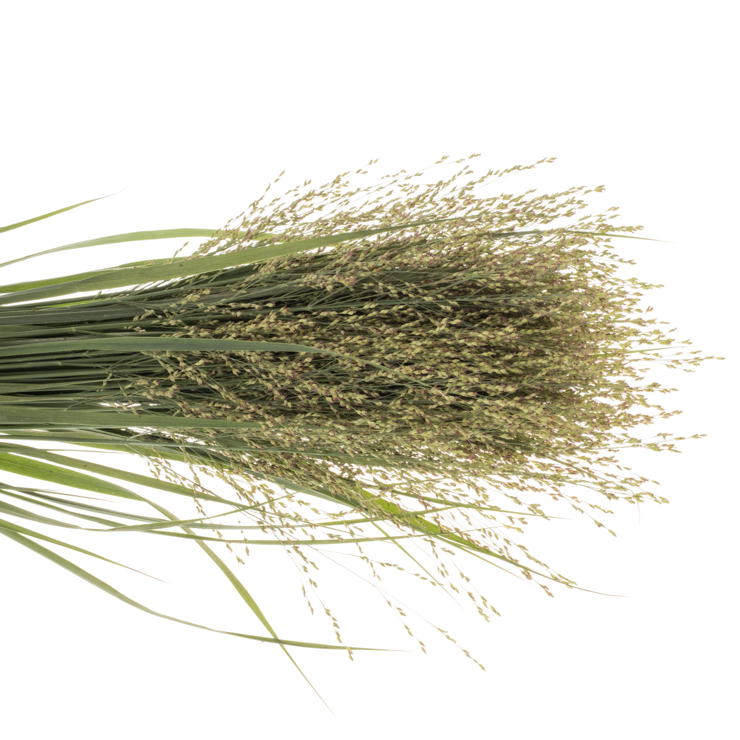 Ziergras hell grün Panicum Sel 100cm