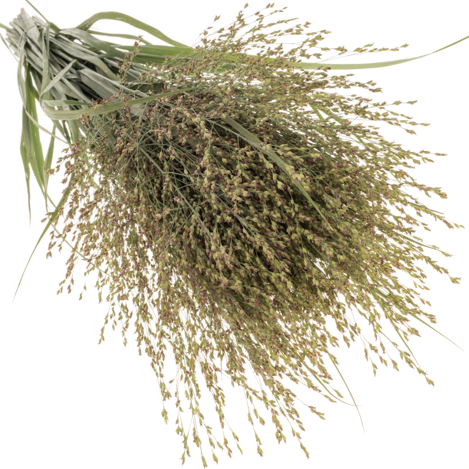Ziergras hell grün Panicum Sel 100cm
