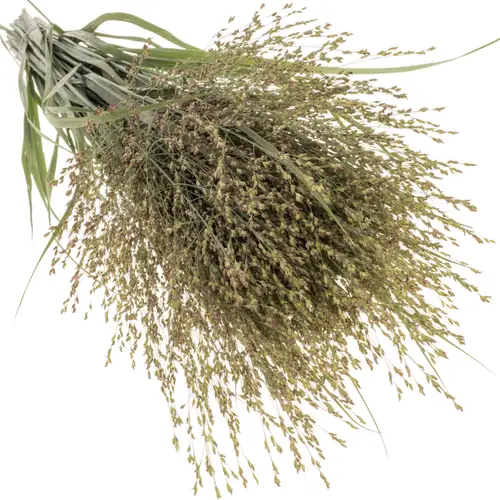 Ziergras hell grün Panicum Sel 100cm