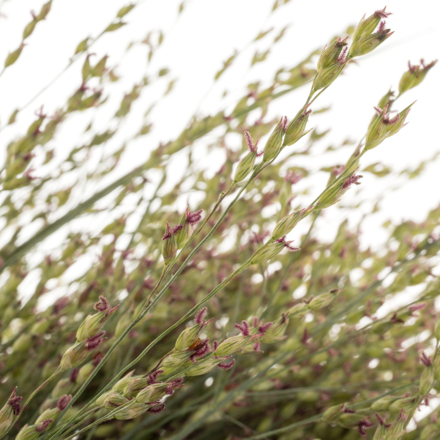 Ziergras hell grün Panicum Sel 100cm