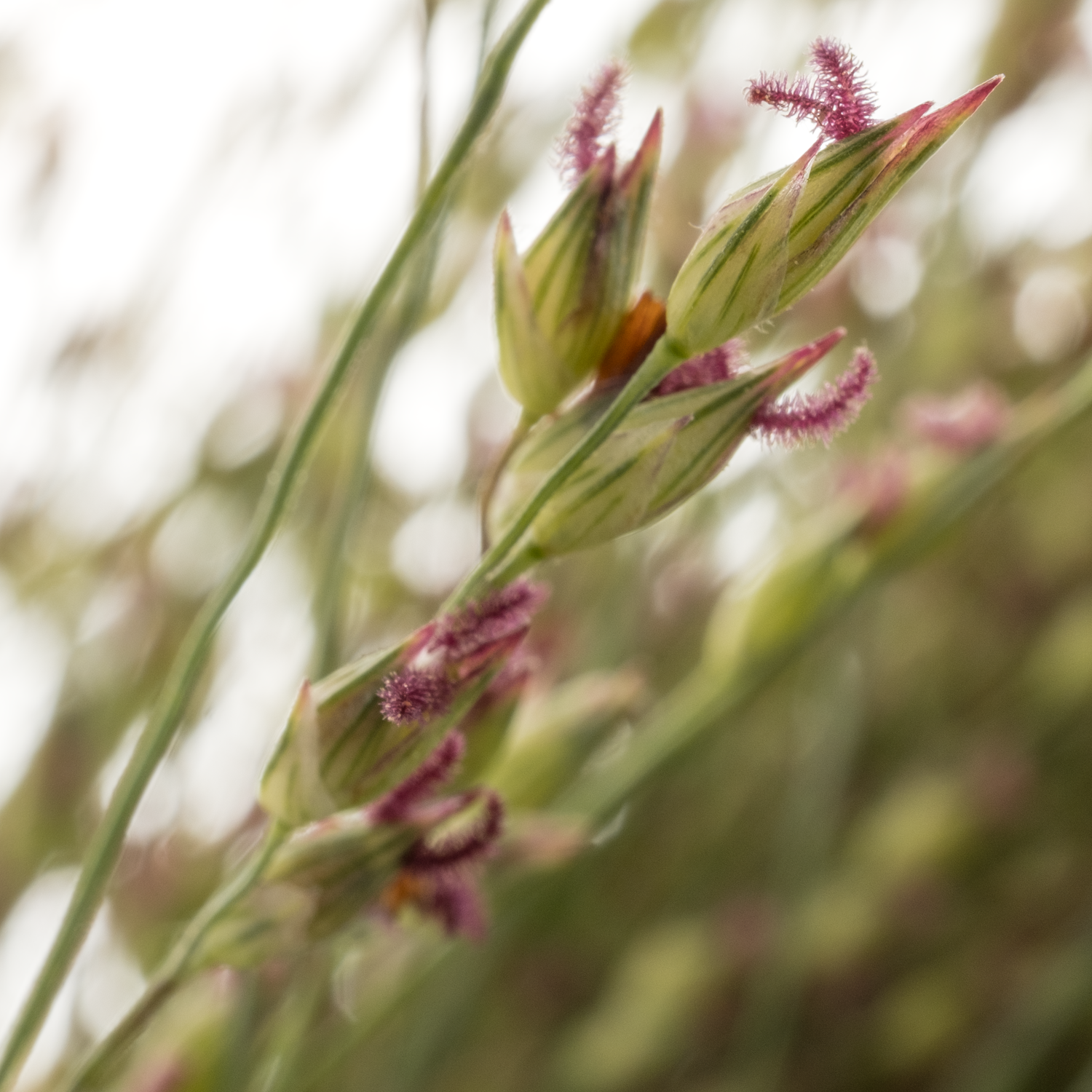 Ziergras hell grün Panicum Sel 100cm