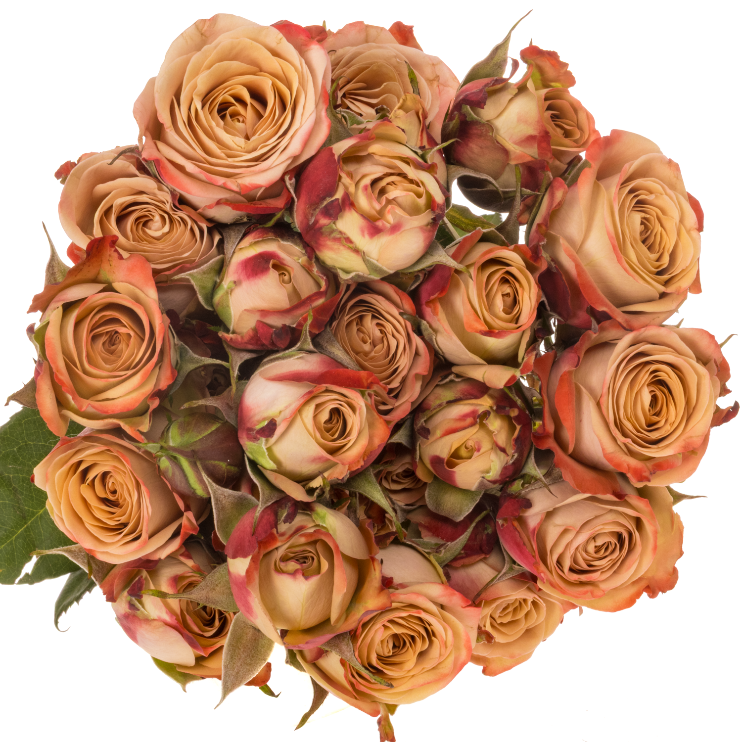 Rose verzweigt apricot/rosa Cappuccino 3+Blüte 40cm