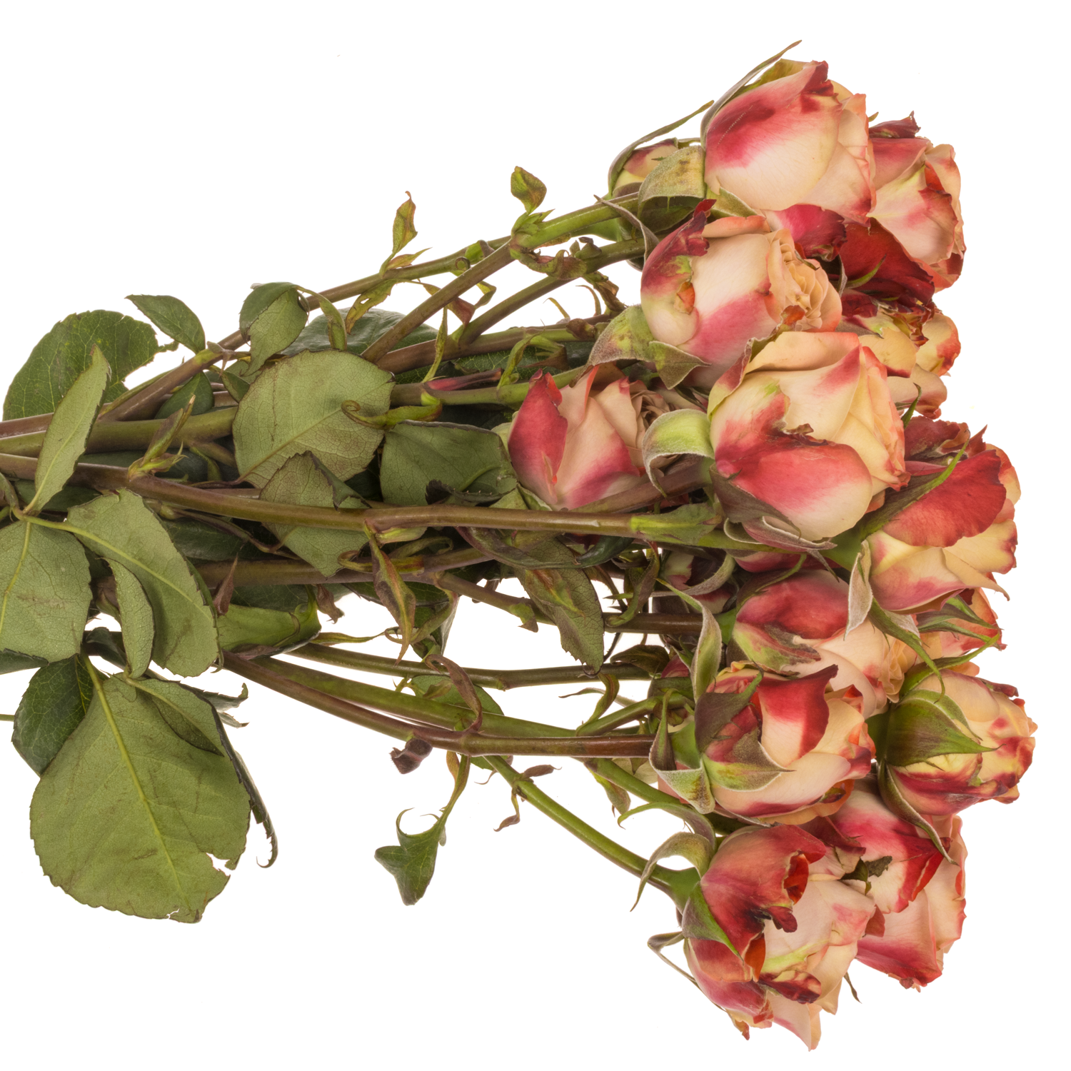 Rose verzweigt apricot/rosa Cappuccino 3+Blüte 40cm