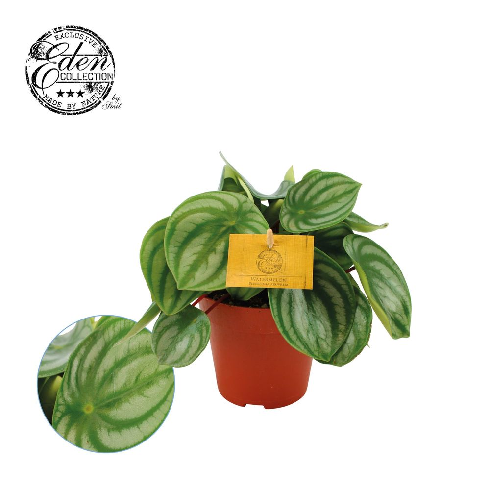 Peperomia Argyreia T12 H20