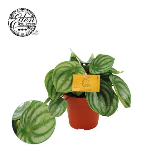 Peperomia Argyreia T12 H20
