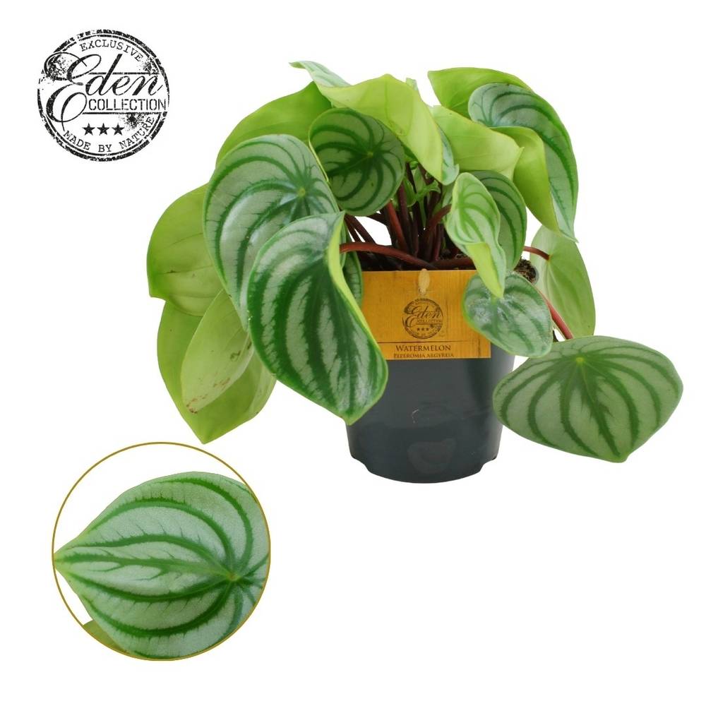 Peperomia Argyreia T12 H20