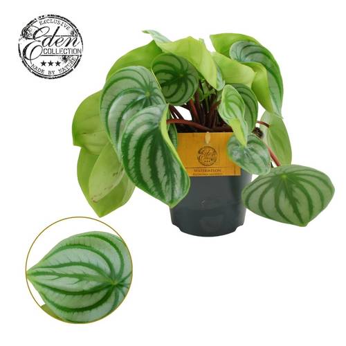Peperomia Argyreia T12 H20